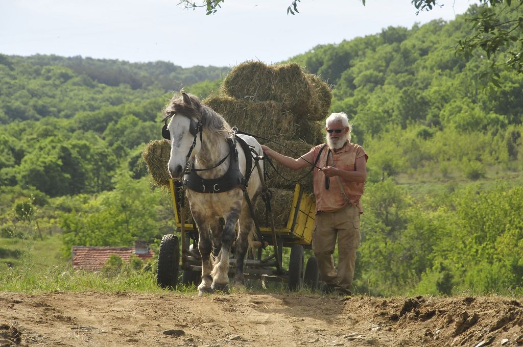 When harvesting hay