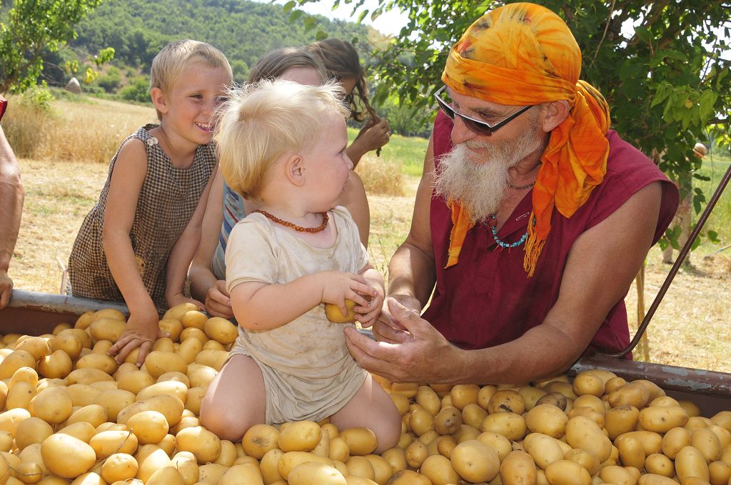 During the potato harvest